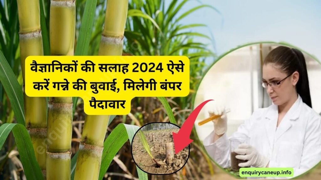 Sugarcane News:वैज्ञानिकों की सलाह 2024 ऐसे करें गन्ने की बुवाई, मिलेगी बंपर पैदावार